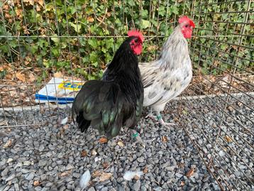 Australorp kriel haantjes zwart en splash beschikbaar voor biedingen