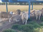 ooilammeren, Dieren en Toebehoren, Vrouwelijk, Schaap