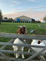 Boergeit bok, Dieren en Toebehoren, Schapen, Geiten en Varkens, Mannelijk, Geit, 0 tot 2 jaar
