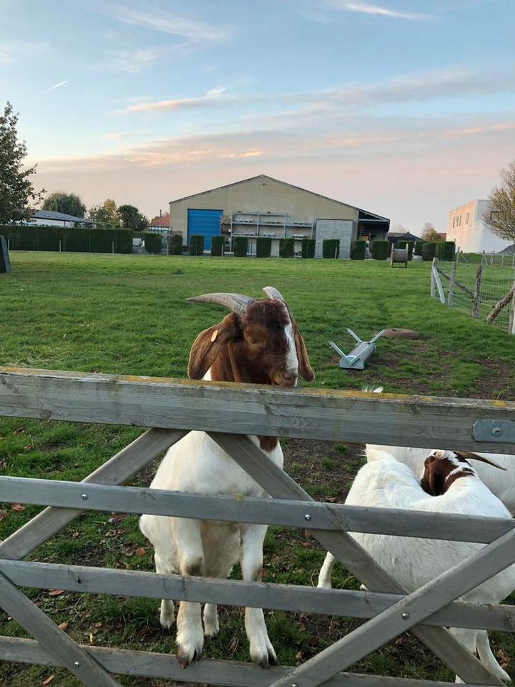 Boergeit bok met stamboom papier, Dieren en Toebehoren, Schapen, Geiten en Varkens, Geit, Mannelijk, 0 tot 2 jaar