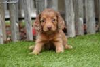 Langhaar dwerg teckel pups met stamboom, Dieren en Toebehoren, België, CDV (hondenziekte), 8 tot 15 weken, Dwerg