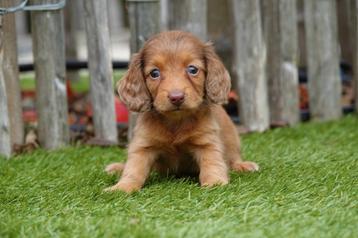 Langhaar dwerg teckel pups met stamboom  beschikbaar voor biedingen