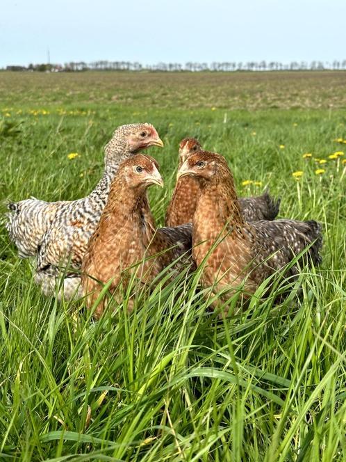 Prachtige jonge tamme Bielefelder kippen gesekst en ingeënt, Dieren en Toebehoren, Pluimvee, Kip, Vrouwelijk