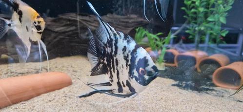 1 Mooie wit marmere XXL Maanvis (man), Dieren en Toebehoren, Vissen | Aquaria en Toebehoren, Ophalen