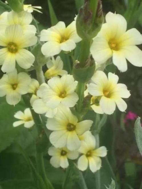 Zaailingen bieslelie, bloei voor volg jaar, 0,75 cent, Tuin en Terras, Planten | Tuinplanten, Vaste plant, Overige soorten, Halfschaduw