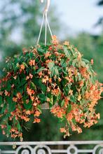 Begonia sutherlandii 'Papaya', Ophalen, Zomer, Vaste plant, Halfschaduw