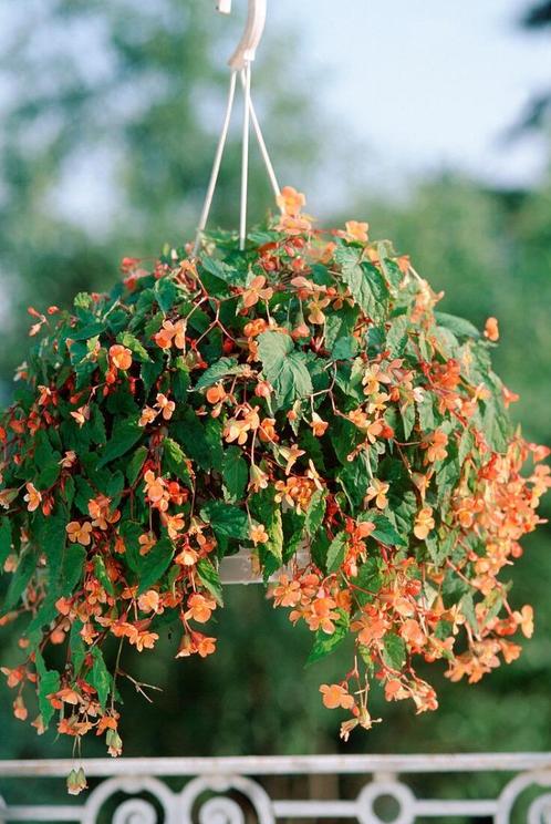 Begonia sutherlandii 'Papaya', Tuin en Terras, Planten | Tuinplanten, Vaste plant, Halfschaduw, Zomer, Ophalen