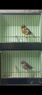 Canaris gloster, Dieren en Toebehoren, Vogels | Kanaries