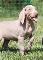 Weimaraner pup, België, Overige rassen, CDV (hondenziekte), 8 tot 15 weken