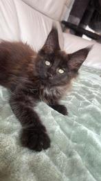 Prachtige Maine Coon  kittens, Dieren en Toebehoren