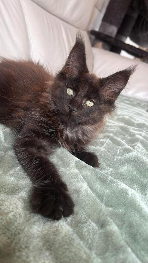 Prachtige Maine Coon  kittens, Dieren en Toebehoren, Katten en Kittens | Raskatten | Langhaar