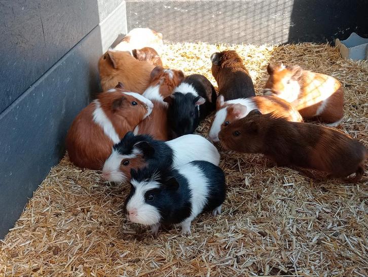 Jonge cavia zeugjes en beertjes, Animaux & Accessoires, Rongeurs, Plusieurs animaux, Cobaye, Décembre, Domestique