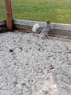 Hen sebright, Dieren en Toebehoren, Pluimvee, Vrouwelijk, Kip