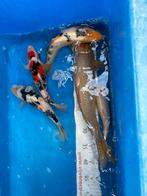 5 mooie koi (20 tot 40 cm), Dieren en Toebehoren, Karper of Koi