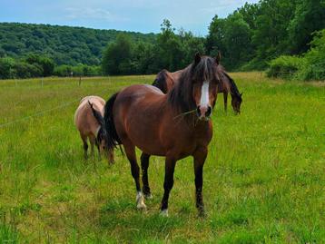 Sublieme Welsh C merrie beschikbaar voor biedingen