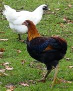 Haan araucana Tarwe, Mannelijk, Kip