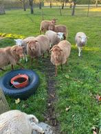 Jonge rammen, Dieren en Toebehoren, Mannelijk, Schaap, 0 tot 2 jaar