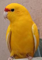 Gele Geelkop Kakarikies, Dieren en Toebehoren, Meerdere dieren, Parkiet, Geringd