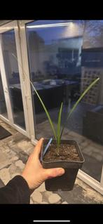 trachycarpus nanus, Tuin en Terras, Planten | Tuinplanten, Ophalen