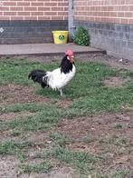 lakenvelder haan, Dieren en Toebehoren, Pluimvee, Kip