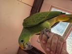 Amazone bodini papegaai, Dieren en Toebehoren, Papegaai, Geringd
