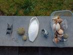 Strand: zee-egel, haaien/roggenei,... - biologie didactiek, Ophalen, Zo goed als nieuw