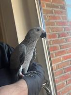 Roodstaart pop 4 maanden, Dieren en Toebehoren, Vogels | Duiven, Vrouwelijk