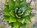 plant Agave, Huis en Inrichting, Kamerplanten, Ophalen, Minder dan 100 cm, In pot, Cactus