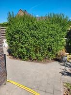 ligustrum altrovirens, Ophalen