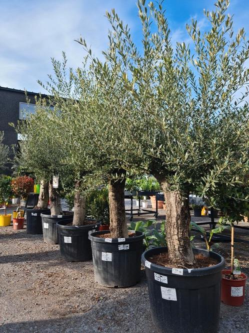 Olijfboom Olea Europaea - Ruime keuze!, Tuin en Terras, Planten | Bomen, Olijfboom, Ophalen