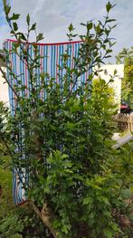 hybiscus, Tuin en Terras, Planten | Bomen, Ophalen, Zomer, Volle zon, 100 tot 250 cm