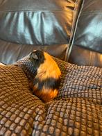 Cavia, Dieren en Toebehoren, Knaagdieren, Cavia
