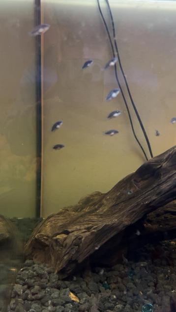 Baby chicliden beschikbaar voor biedingen