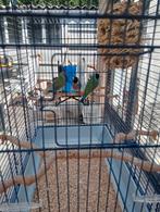 Te koop gouldsamadines, Dieren en Toebehoren, Ophalen