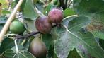 figuiers, dinde brune de 7 ans, très fructueux, Jardin & Terrasse, Plantes | Arbres fruitiers, 100 à 250 cm, Figuier, Enlèvement