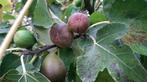 vijgenbomen 7-jarig Brown Turkey zeer vruchtbaar, Tuin en Terras, Planten | Fruitbomen, Volle zon, 100 tot 250 cm, Vijgenboom