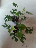 raphidaphora tetrasperma, Huis en Inrichting, Kamerplanten, Ophalen of Verzenden
