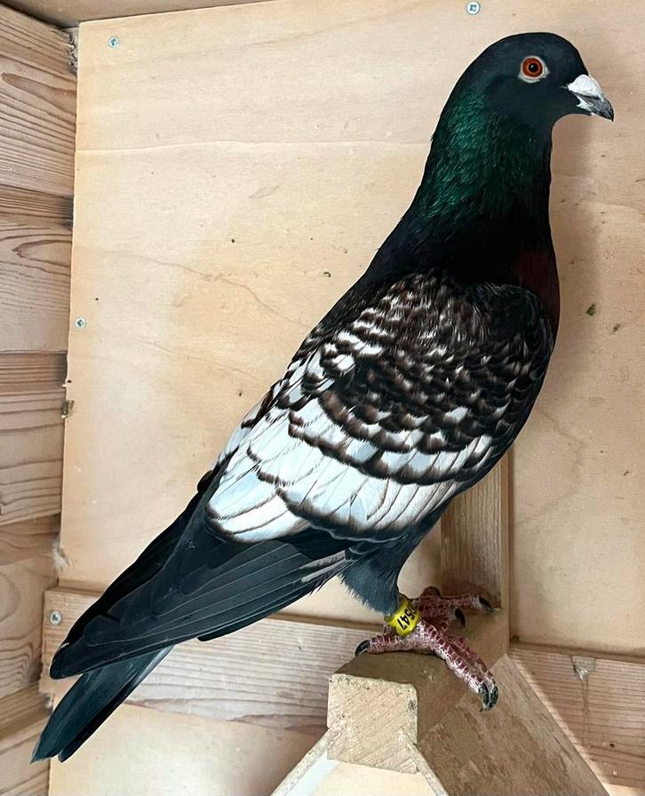 Koppel kleurpostduiven, Dieren en Toebehoren, Vogels | Duiven, Postduif, Meerdere dieren