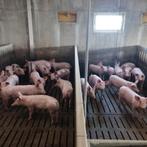 zeugenbedrijf gevraagd regio Meetjesland, Dieren en Toebehoren