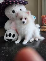 Pomeriaan reutje, 15 semaines à 1 an, Loulou, Chien (mâle), Belgique