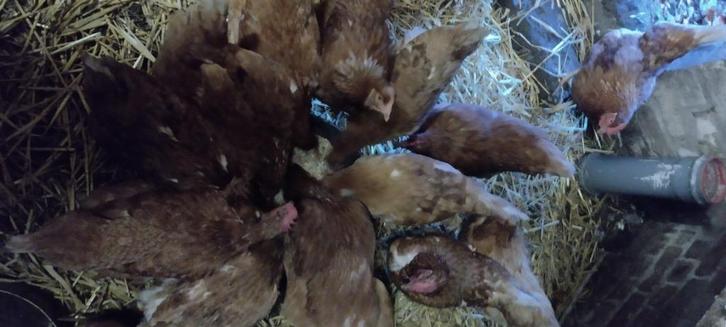 legkippen, kippen, Dieren en Toebehoren, Pluimvee, Kip, Vrouwelijk