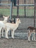 Damherten ( Nog enkele stuks beschikbaar ), Dieren en Toebehoren