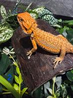 Jonge Baardagaam – Hypo citrus Orange