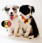 Schattige Australische Herder-puppy’s te koop, Dieren en Toebehoren, België, Handelaar, CDV (hondenziekte), 8 tot 15 weken