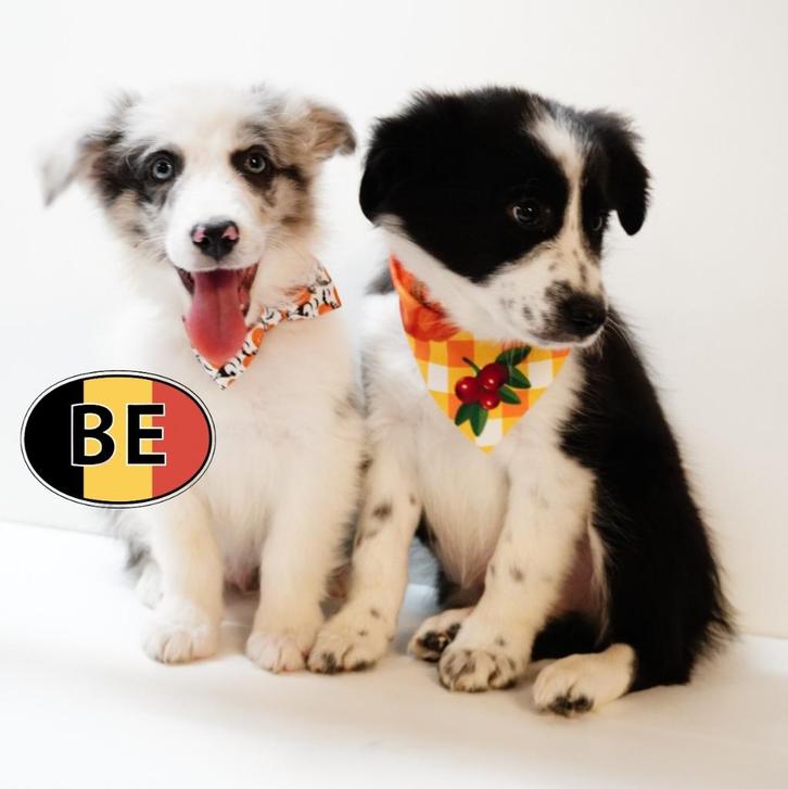 Schattige Australische Herder-puppy’s te koop, Dieren en Toebehoren, Honden | Herdershonden en Veedrijvers, Meerdere dieren, Herder