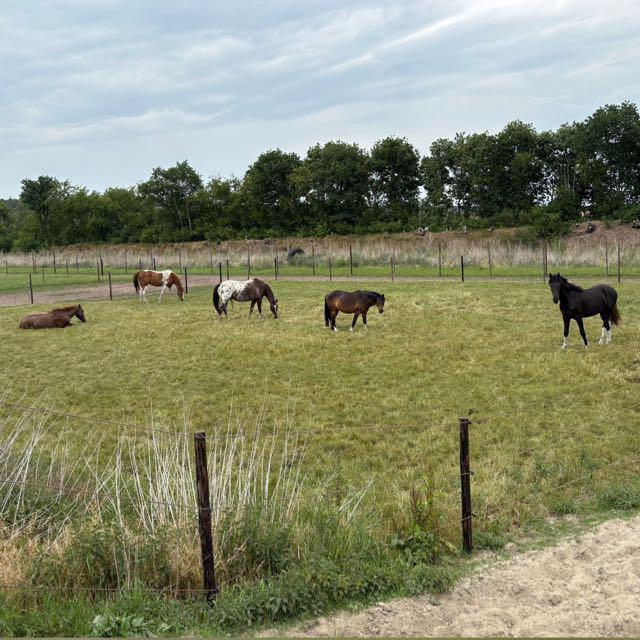 2 plekjes vrij op paddock paradise te Hoogerheide, Dieren en Toebehoren, Stalling en Weidegang, Stalling, Weidegang, 2 of 3 paarden of pony's