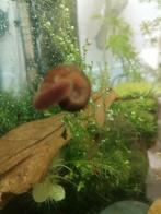 Posthoorn of Ramshoornslakken, Dieren en Toebehoren