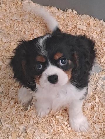 Cavalier king charles beschikbaar voor biedingen