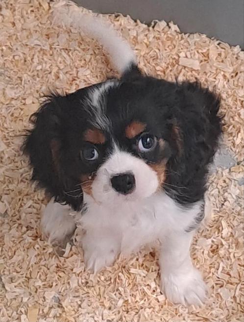 Cavalier king charles, Dieren en Toebehoren, Honden | Chihuahua's en Gezelschapshonden, Meerdere dieren, Overige rassen, Fokker | Professioneel