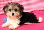 Super leuke kruising Maltezer x Bieuwer pups!, Dieren en Toebehoren, 15 weken tot 1 jaar, Buitenland, CDV (hondenziekte), Meerdere